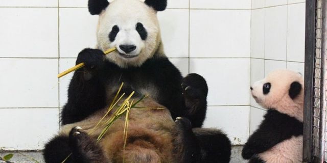 Panda makan