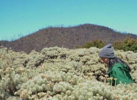 Seabadi Edelweis di Ketinggian Rinjani, Satu Nama masih Terjaga dengan Abadi