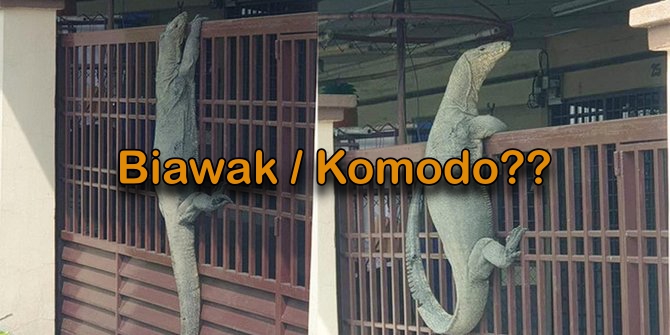 Viral Dijadikan Meme, Hewan yang Panjat Pagar Ini Ternyata Biawak, Bukan Komodo. Kenali 3 Bedanya Yuk!