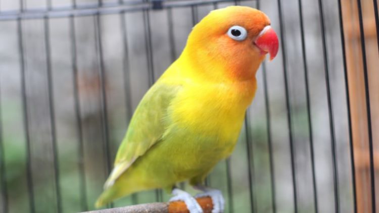 Cara Merawat Burung Lovebird Untuk Keperluan Lomba serta Prospek Menjadi Juara