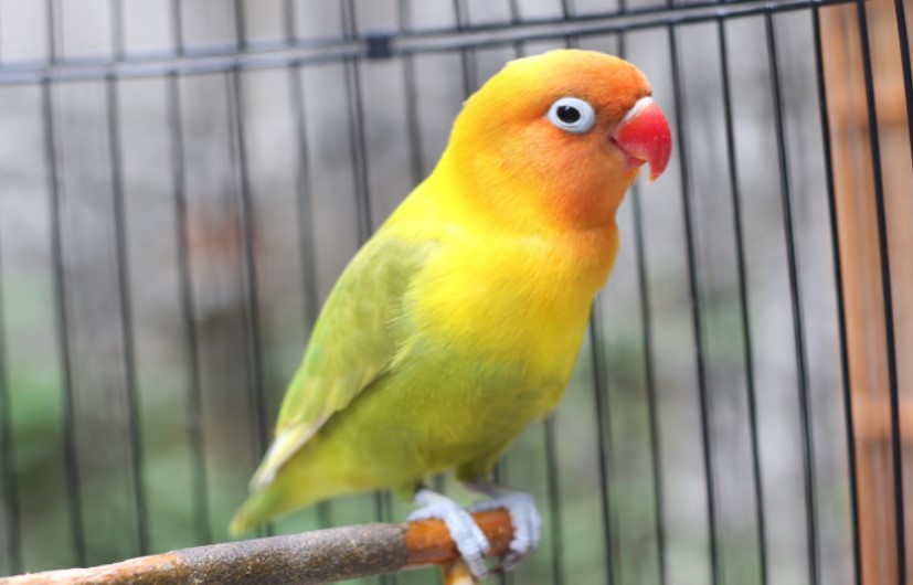 Cara Merawat Burung Lovebird Untuk Keperluan Lomba serta Prospek Menjadi Juara