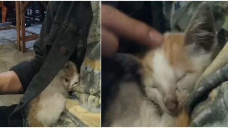 Awalnya Cuma Disapa, Kucing Homeless ini Berakhir Tidur Pulas di Pelukan Mas-Mas. Lucu Banget deh!