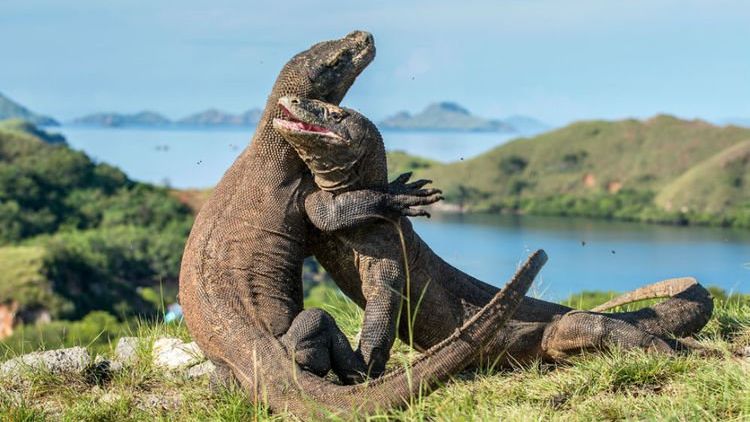 Pulau Komodo Tidak Ditutup Namun Akan Jadi Wisata Eksklusif. Tiket Masuknya 14 Juta!