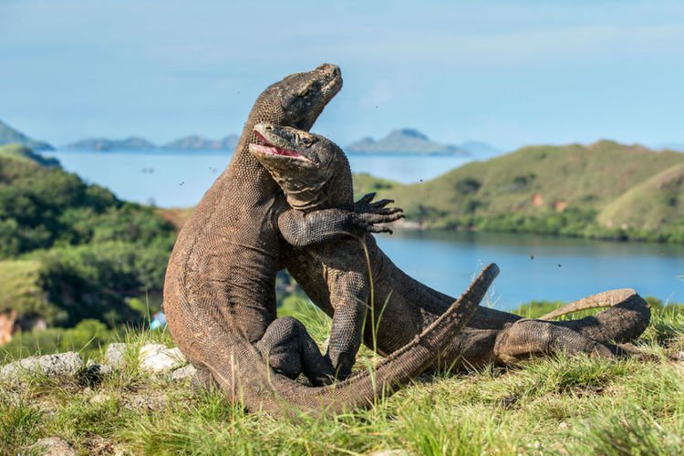 Pro Kontra Tiket Pulau Komodo Rp 14 Juta: Luhut Ingin Seperti Jurassic Park, Pelaku Wisata Tak Sepakat!