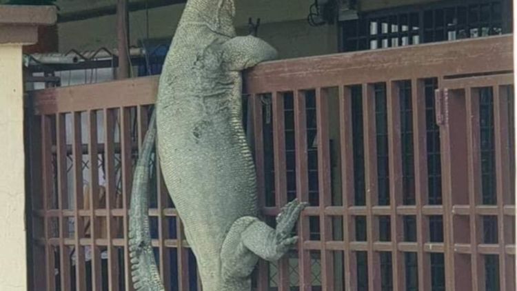 Viral Seekor Biawak Besar Manjat Pagar! Malah Dijadiin Meme Sama Warga Twitter, Ada-ada Aja!