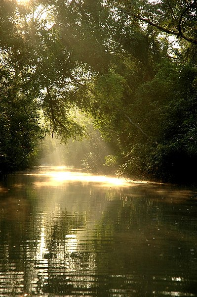 Matahari Menyinari Daerah Sundarbans 