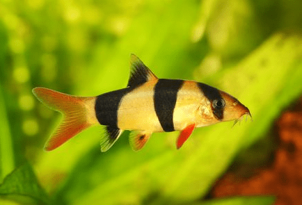 Ikan Botia