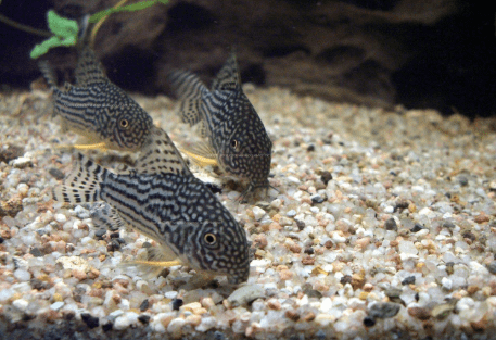 Ikan Corydoras