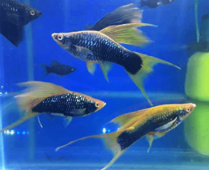 Ikan Platy