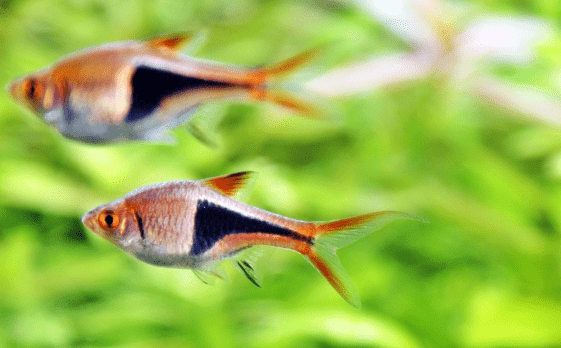 Ikan Rasbora Harleiquin