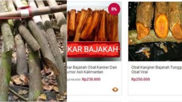 Pasca Diklaim Bisa Sembuhkan Kanker Payudara, Akar Bajakah Asal Kalimantan Banyak Dijual Online