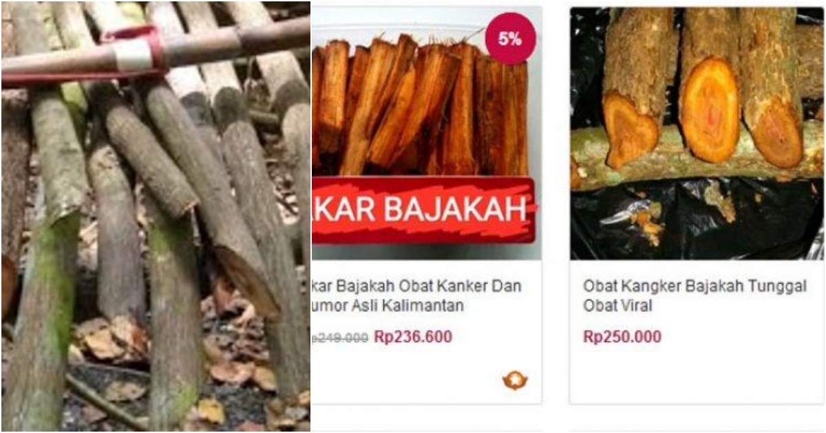 Pasca Diklaim Bisa Sembuhkan Kanker Payudara, Akar Bajakah Asal Kalimantan Banyak Dijual Online