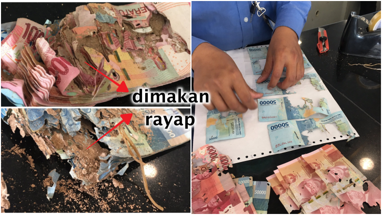 Uang Dimakan Rayap Bisa Ditukar di BI. Kalau Tahu Mekanismenya, Dijamin Rupiahmu Kembali