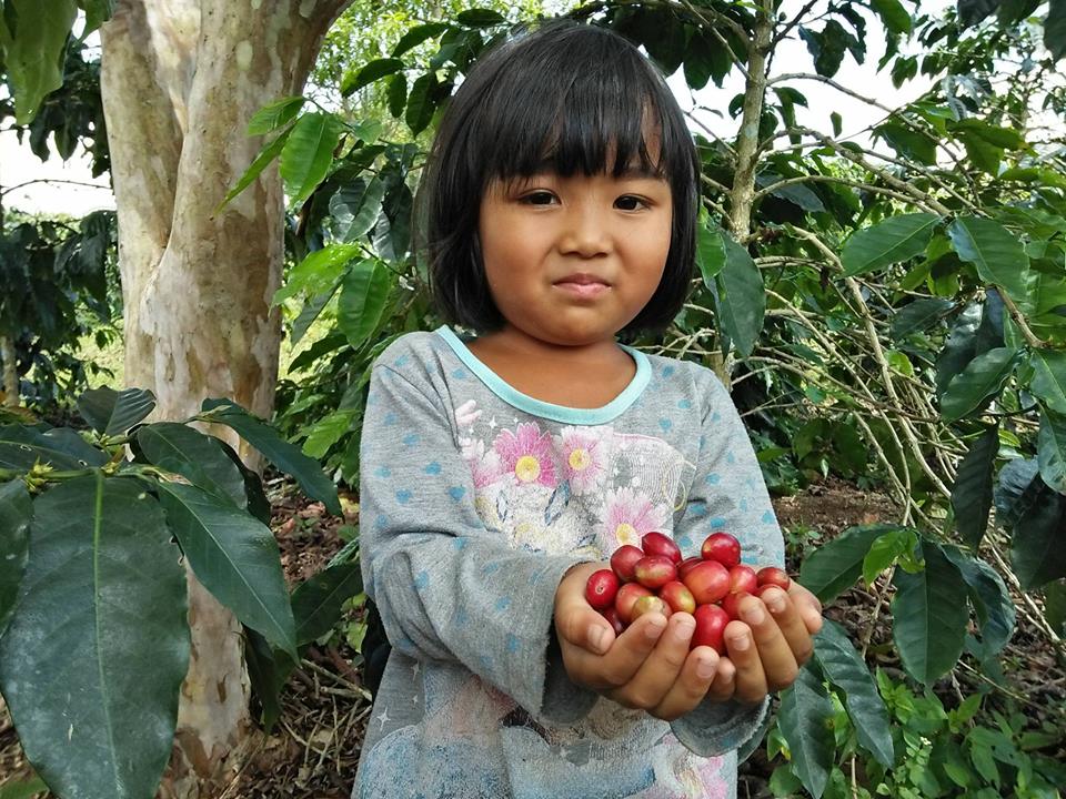 5 Alasan Mengapa Kopi Gayo Itu Spesial, Coffee Lovers Wajib Tau Nih!