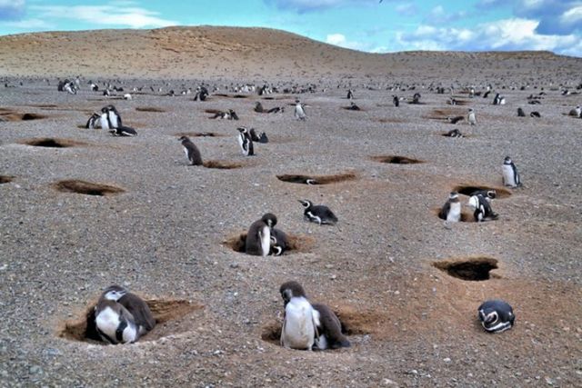 Penguin di Isla Magdalena 