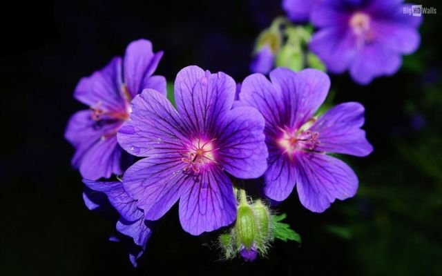 Violet Flowers