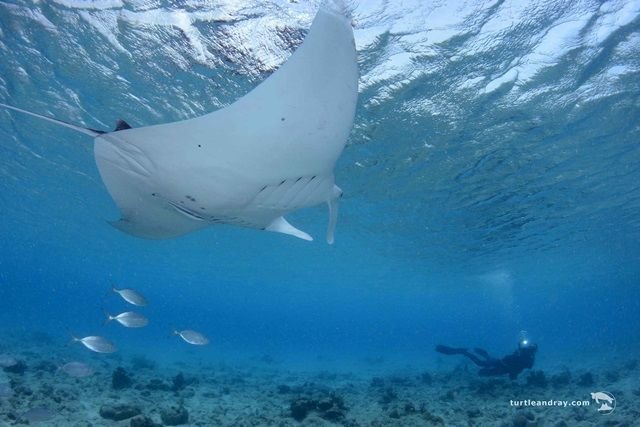 Manta Ray di Cas Abao Beach