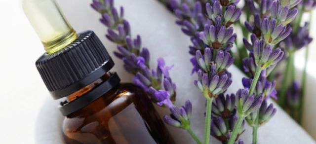 Minyak Lavender untuk meremajakan kulit