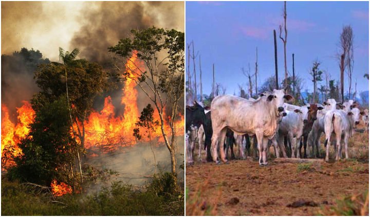 Hutan Amazon Terbakar, Salah Satu Solusi : Kurangi Makan Daging Sapi! Meski Aneh, Baca Deh Alasannya