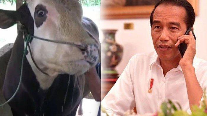 5 Perawatan Spesial Sapi Kurban 85 Juta Milik Jokowi. Diperlakukan Bak Raja, Sampai Kita Aja Kalah