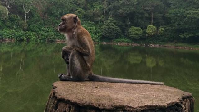 Potret Telaga Warna, Puncak Bogor