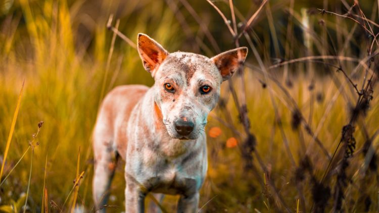 [CERPEN] Anjing Kesayangan Sang Lelaki (Part I)