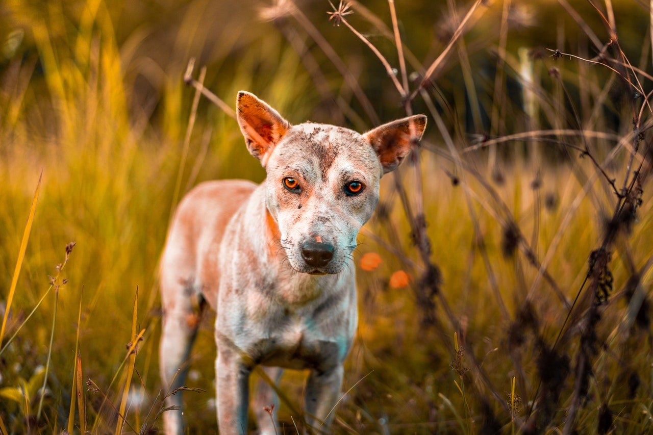 [CERPEN] Anjing Kesayangan Sang Lelaki (Part I)