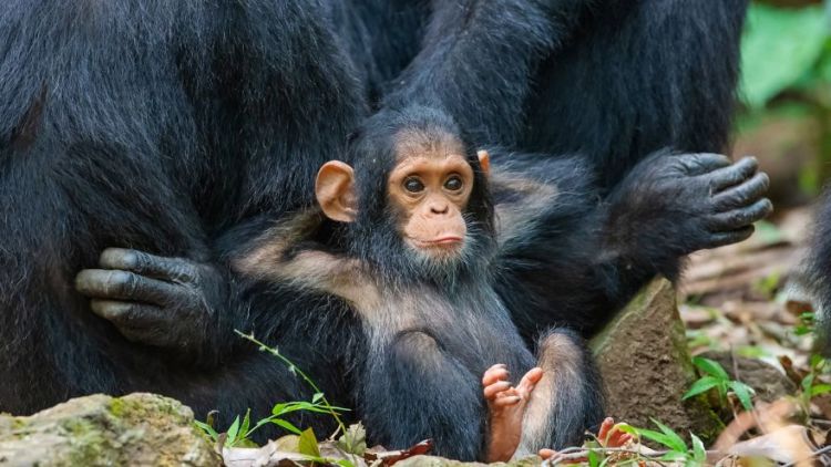 Nggak Perlu Kata-Kata, 10 Potret Hewan ini Sudah Menjelaskan Sendiri Situasi Kocak yang Mereka Alami