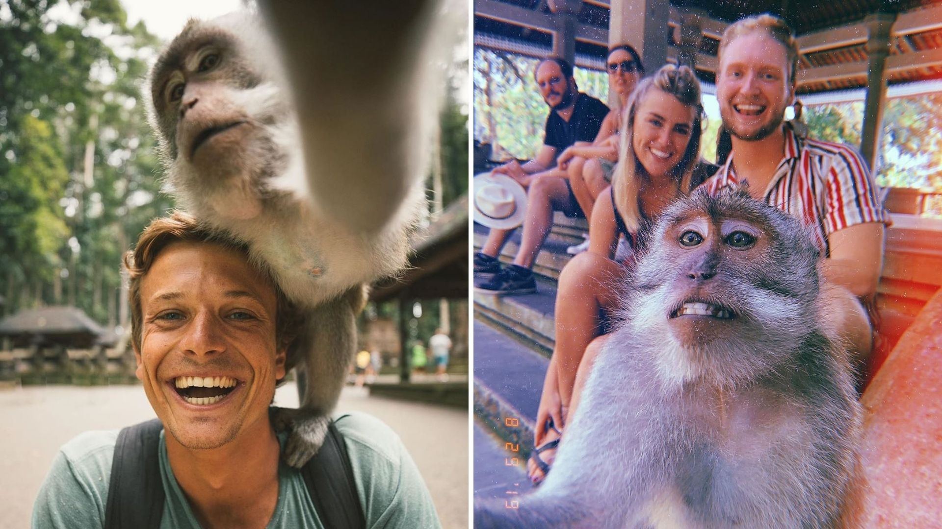 Trik Sederhana Foto Selfie Sama Monyet di Monkey Forest Ubud. Ternyata Begini Doang Caranya!