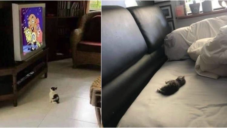 Makhluk Kecil di Dunia yang Luas, 11 Anak Kucing Mungil ini Bakal Bikin Kamu Gemas Sampai Ubun-Ubun