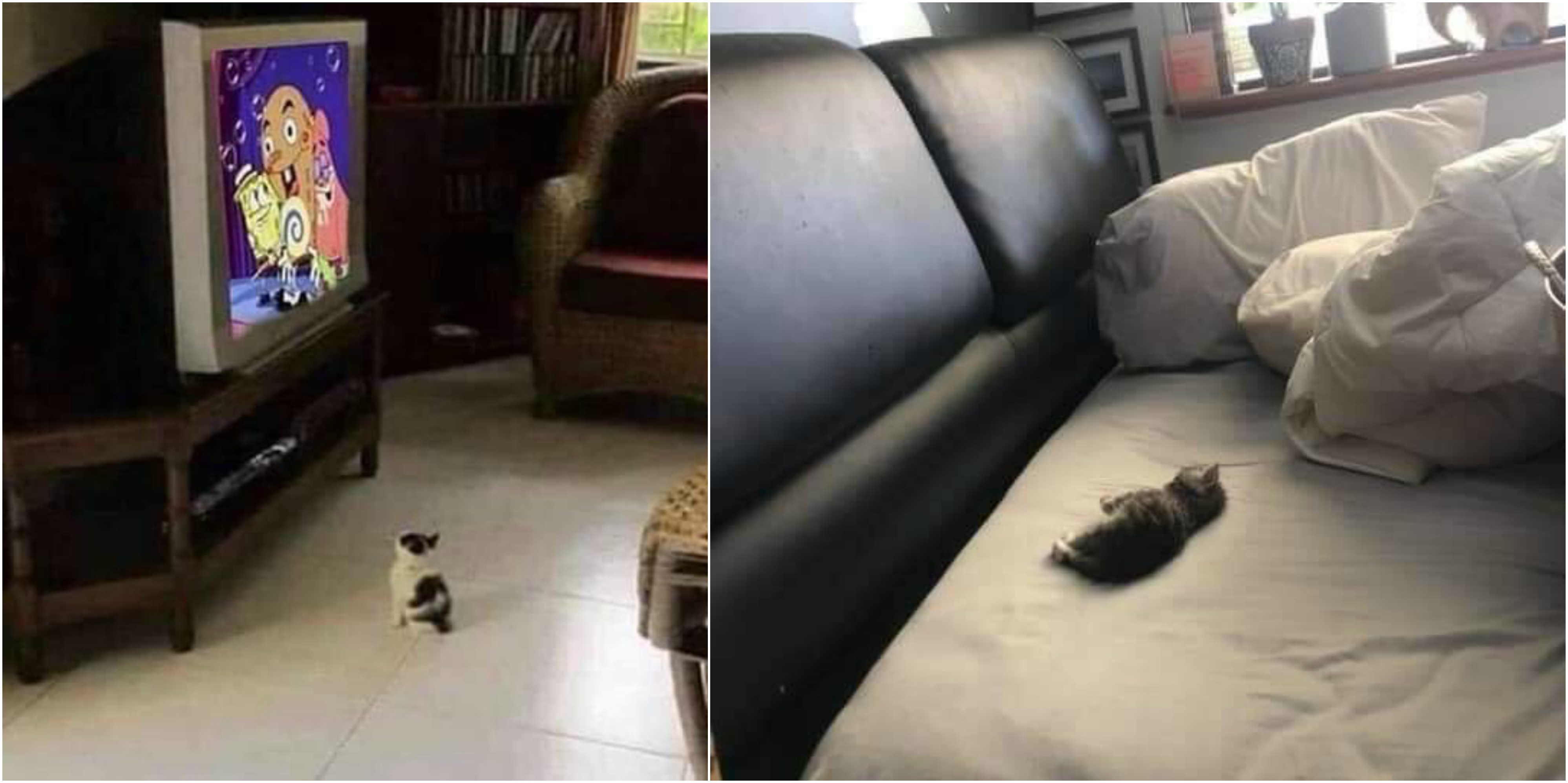 Makhluk Kecil di Dunia yang Luas, 11 Anak Kucing Mungil ini Bakal Bikin Kamu Gemas Sampai Ubun-Ubun