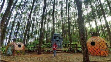 Yuk Mampir ke Rumah Nanas Spongebob di Hutan Pinus Mangunan Bantul. Cocok Buat Foto-foto!