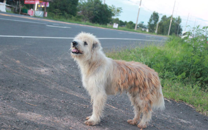 Setia Menunggu Pemiliknya Selama 4 Tahun, Anjing ini Ingatkan Kita pada Kisah Sedih Hachiko. Sedih!