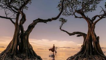 Pantai Walakiri Sumba dengan ‘Dancing Trees’-nya yang Menawan. Sunsetnya Bikin Enggan Pulang!