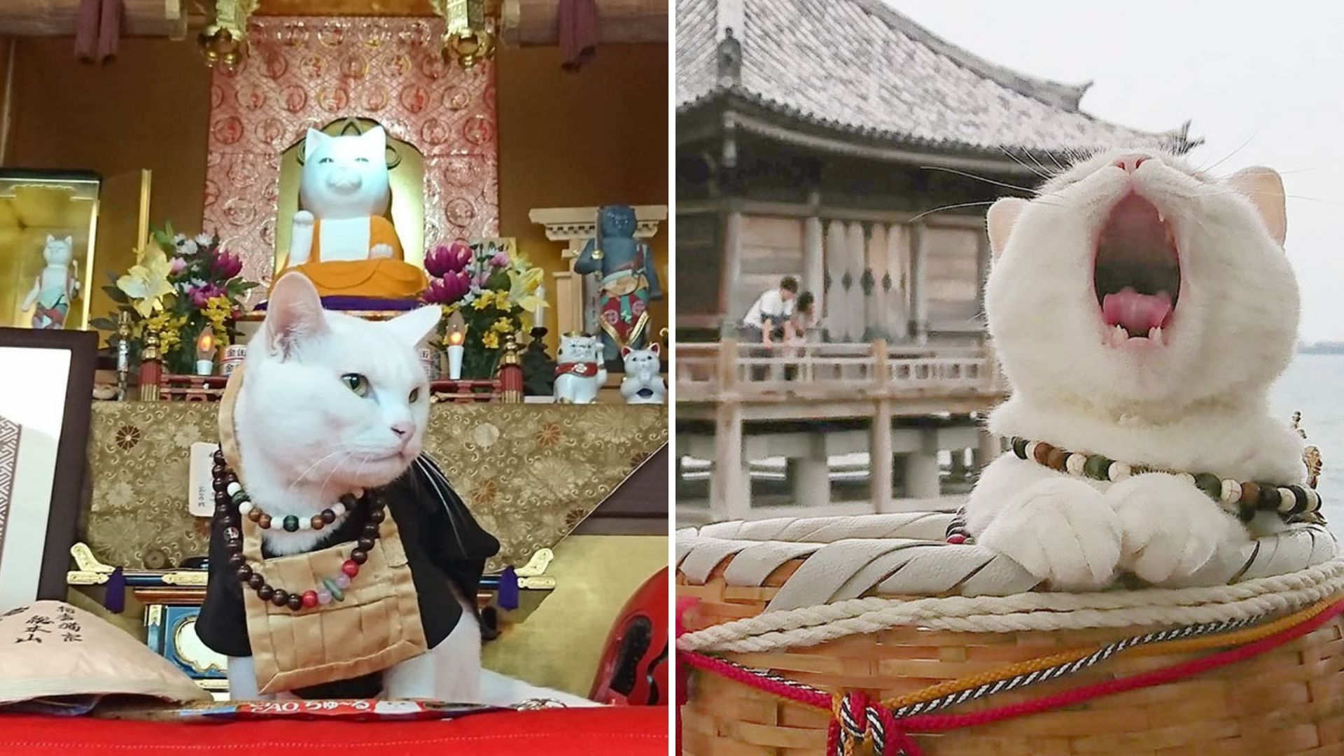 Serunya Liburan ke Kuil Meow Meow di Jepang yang Cute Abis. Ada Biksu Kucingnya Juga Lho!