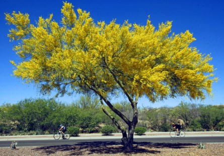 Palo Verde