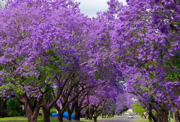 Jacaranda