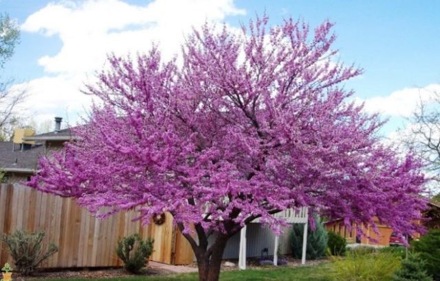 Eastern Redbud