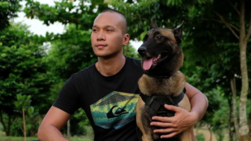 Pernah Gigit ART hingga Tewas, Anjing Belgian Malinois Bima Aryo Mati karena Komplikasi Penyakit