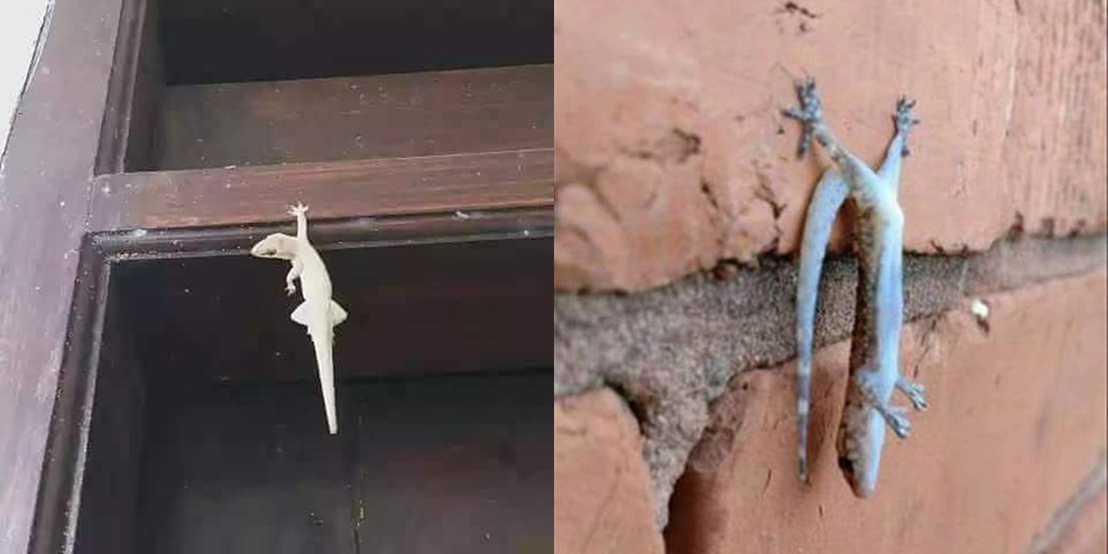 11 Potret Langka Cicak Akrobat Bak Pemain Sirkus. Nempel Tembok doang mah Udah Nggak Menantang