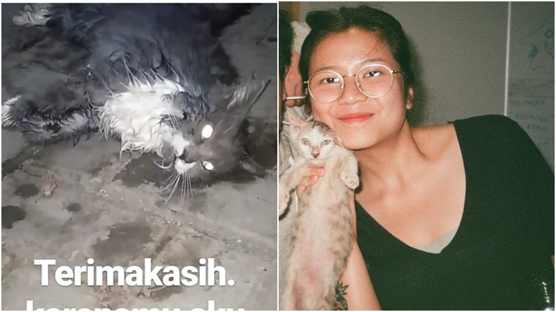 Viral Kucing Diberi Ciu hingga Mati oleh Warganet, Sejumlah Artis ini Ikut Geram. Tega Banget!