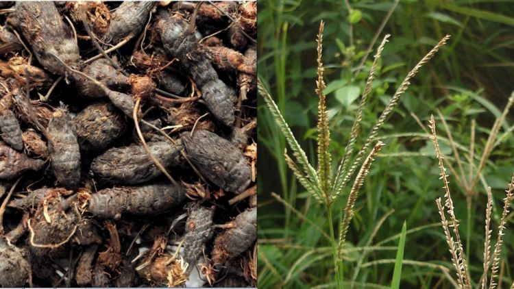 Sering Dianggap Gulma Jahat, Rumput Teki Ternyata Punya 6 Manfaat Sebagai Tanaman Obat