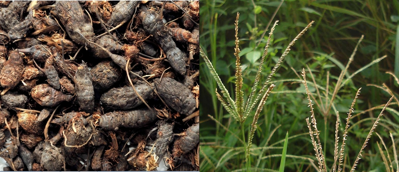 Sering Dianggap Gulma Jahat, Rumput Teki Ternyata Punya 6 Manfaat Sebagai Tanaman Obat