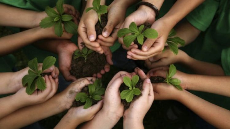 Pohon Merupakan Salah Satu Makhluk Hidup yang Dapat Menyelamatkan Bumi Kita dari Pemanasan Global.