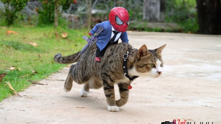 Begini Jadinya Ketika Spiderman dan Kucing Bersatu Menumpas Kejahatan. Kedamaian Akan Terwujud!