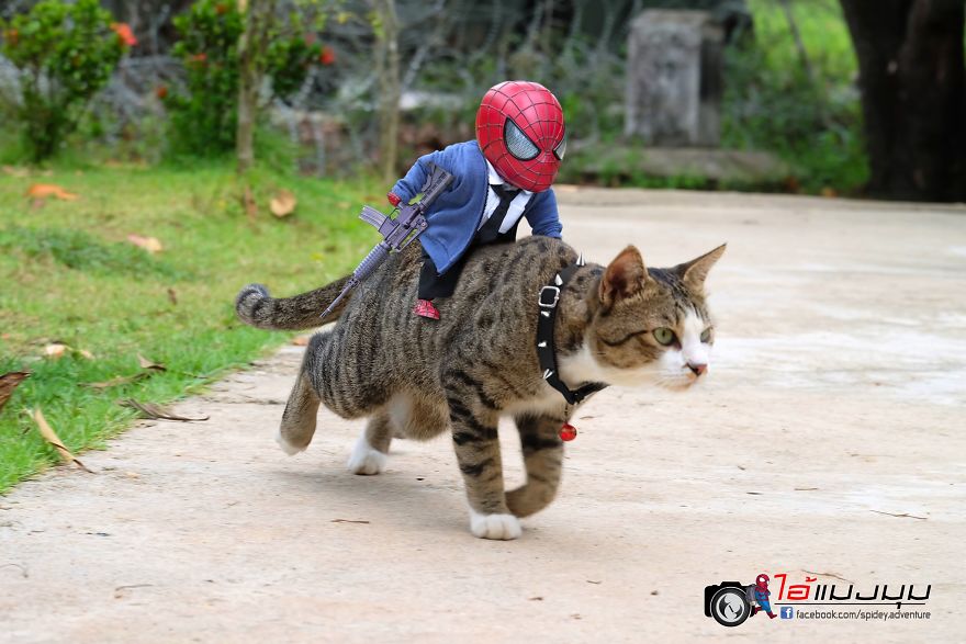 Begini Jadinya Ketika Spiderman dan Kucing Bersatu Menumpas Kejahatan. Kedamaian Akan Terwujud!