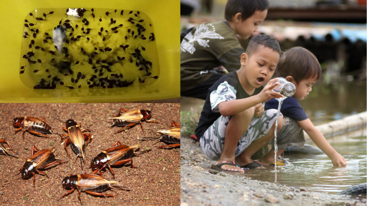 10 Hewan Malang yang Sering Jadi Korban Eksploitasi Anak Kecil. Padahal Dipelihara juga Nggak!