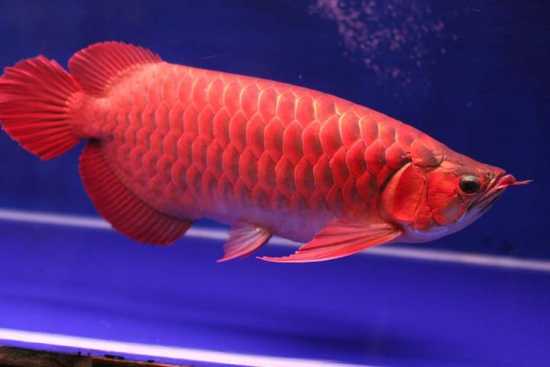 Ikan Arwana Merah Super