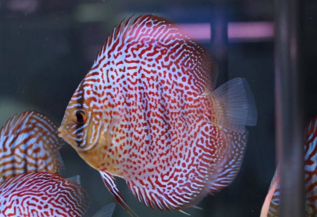 Ikan Discus