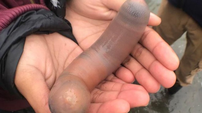 Ribuan Ikan Penis Terdampar di Pantai Drake, California. Kok Geli Gitu ya Namanya?